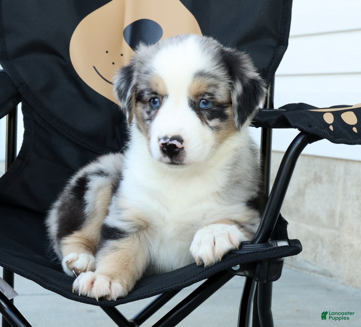 Miniature Australian Shepherd dogs for sale: Tina - Ad 6