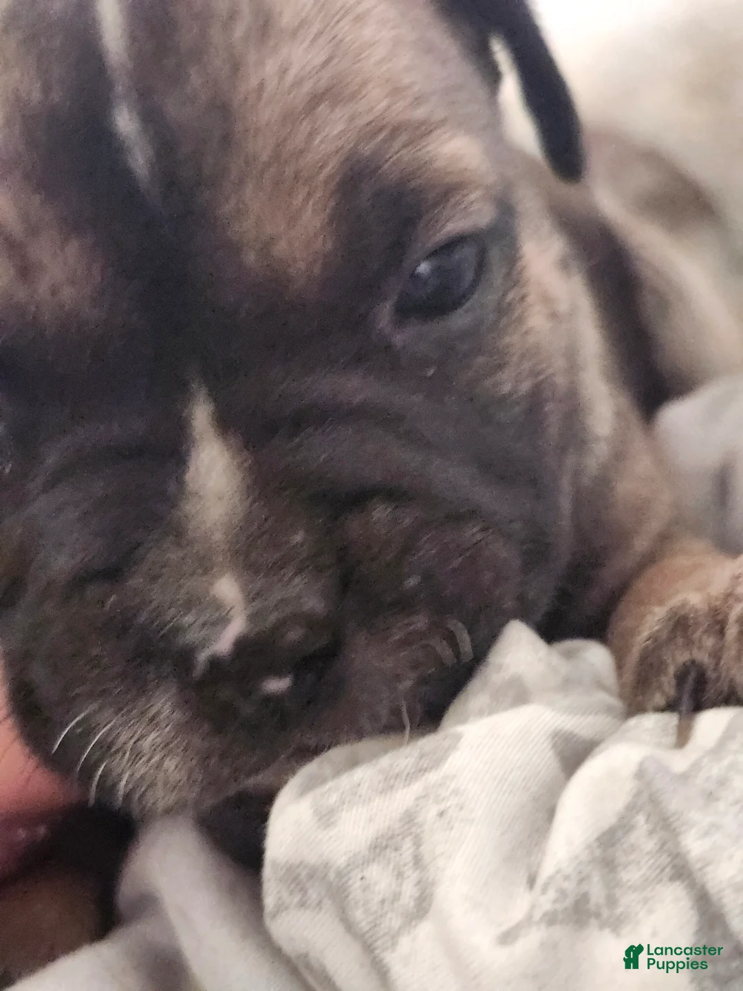Mixed Breed dogs for sale: Mixed Breed 3 - Ad 2