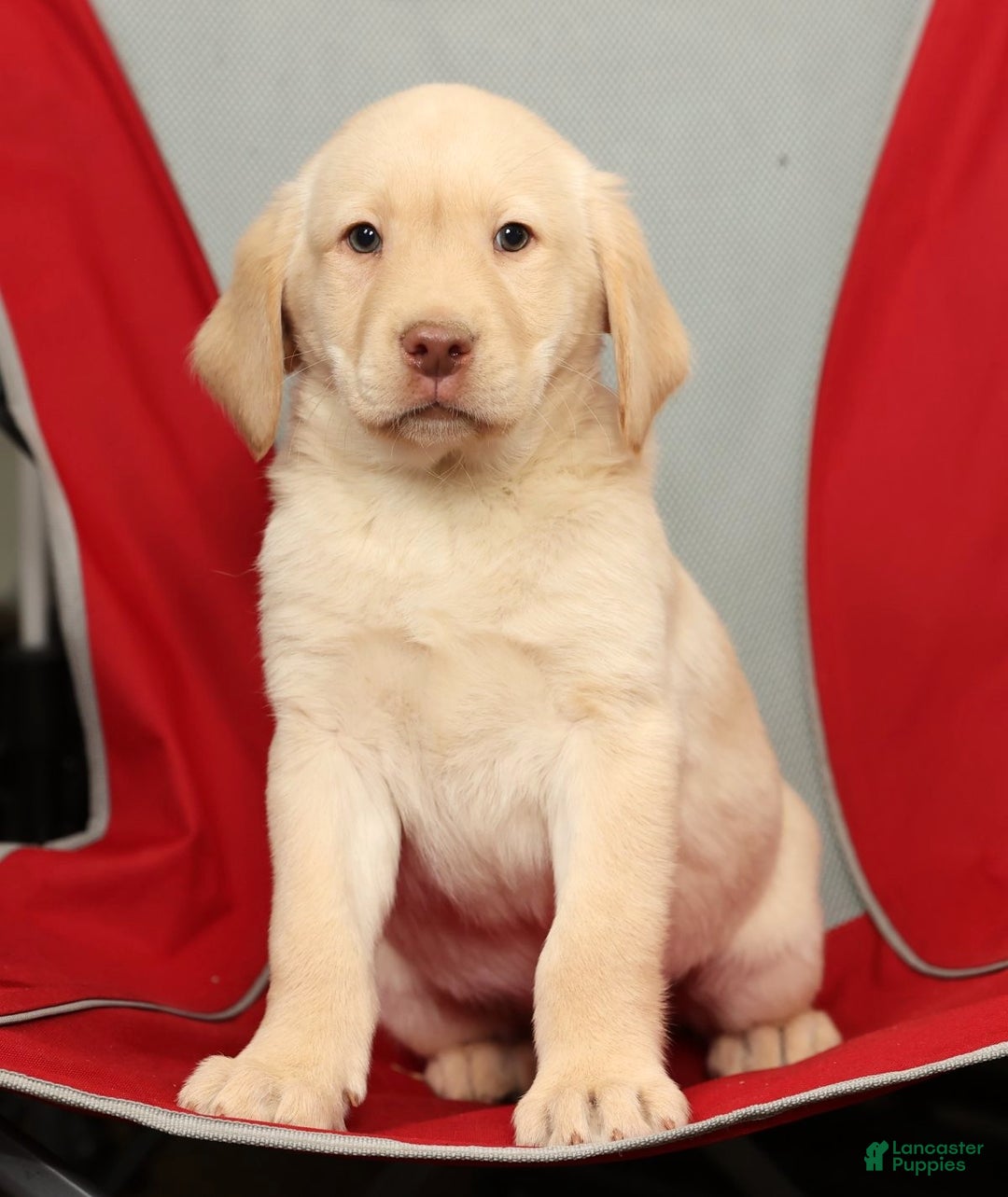 Labrador Retriever dogs for sale: Jase - Ad 7