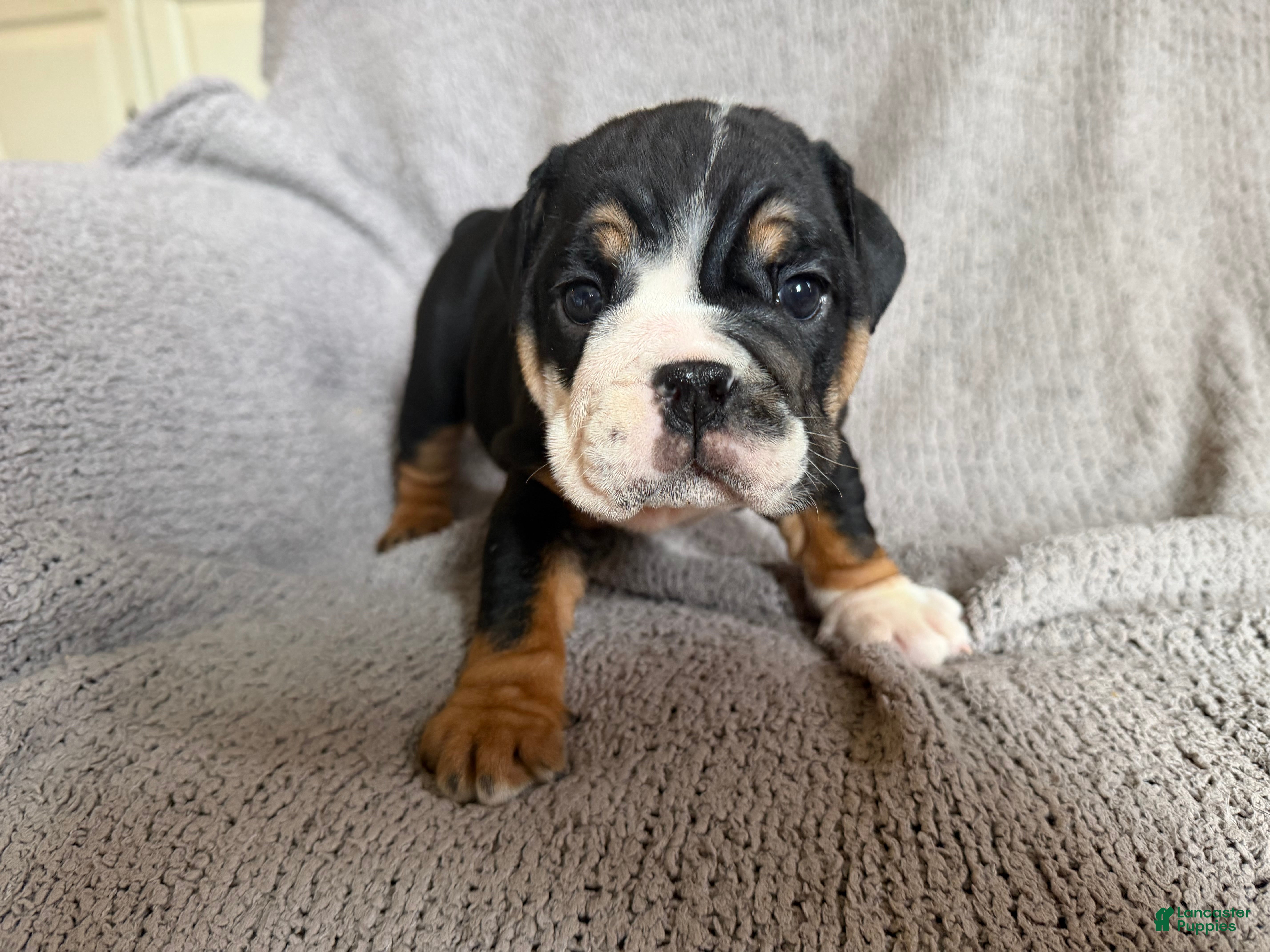 English Bulldog dogs Tia - Ad 2