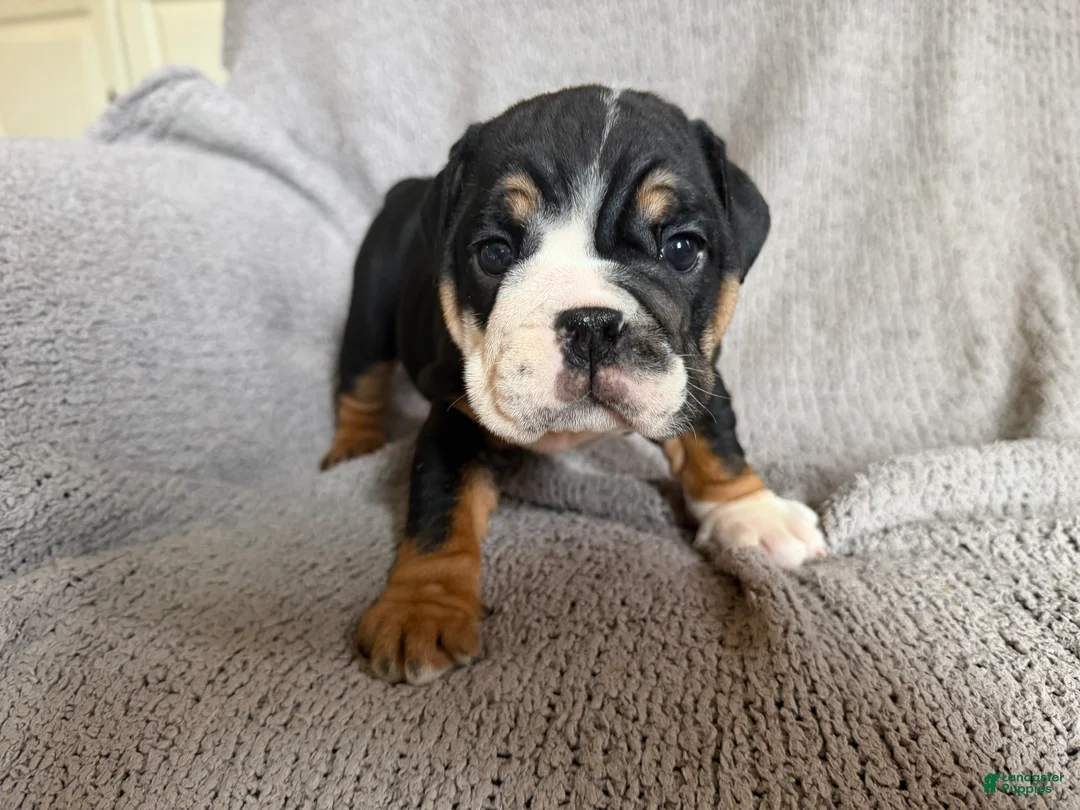 English Bulldog dogs for sale: Tia - Ad 2