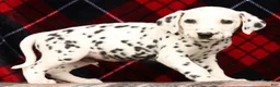 Dalmatian dogs for sale: Rusty - Ad 6