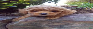 Calette