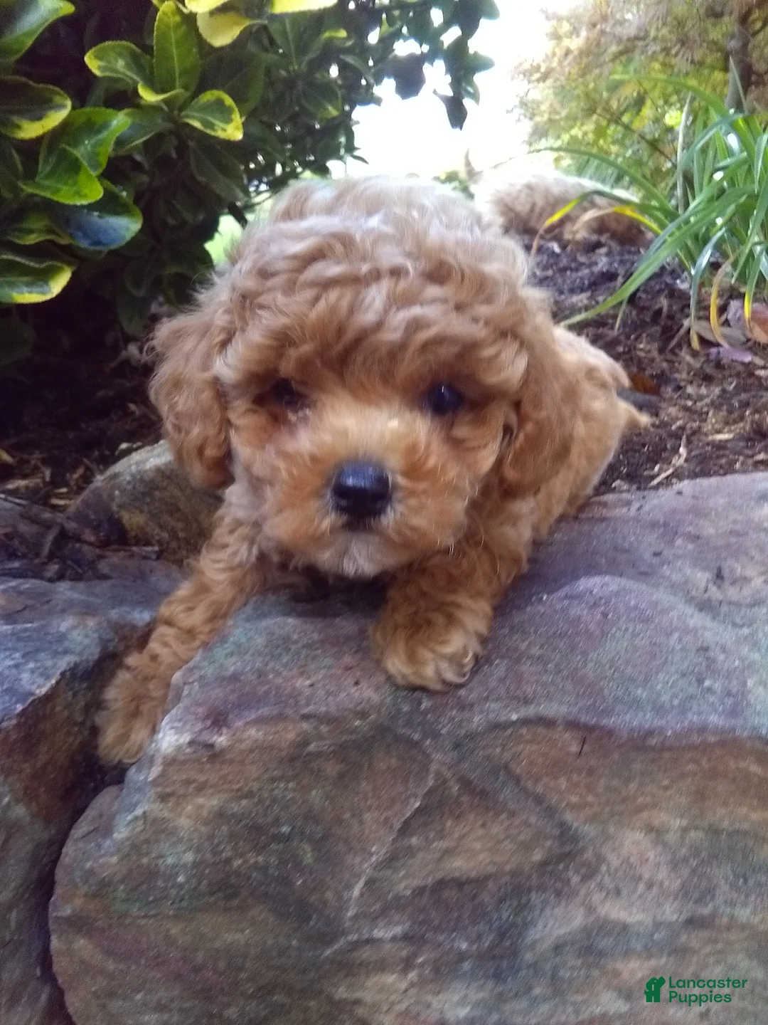 Toy Poodle dogs for sale: Calette - Ad 1