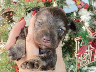 Miniature Schnauzer dogs Miniature Schnauzer Puppy 5 - Ad 14