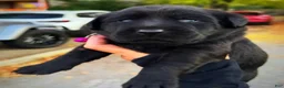 Labrador Retriever dogs for sale: Labrador Retriever 1 - Ad 13