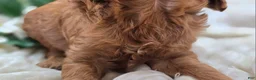 Cockapoo dogs for sale: Prada - Ad 17