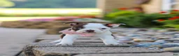 Boston Terrier dogs for sale: Sammy - Ad 10