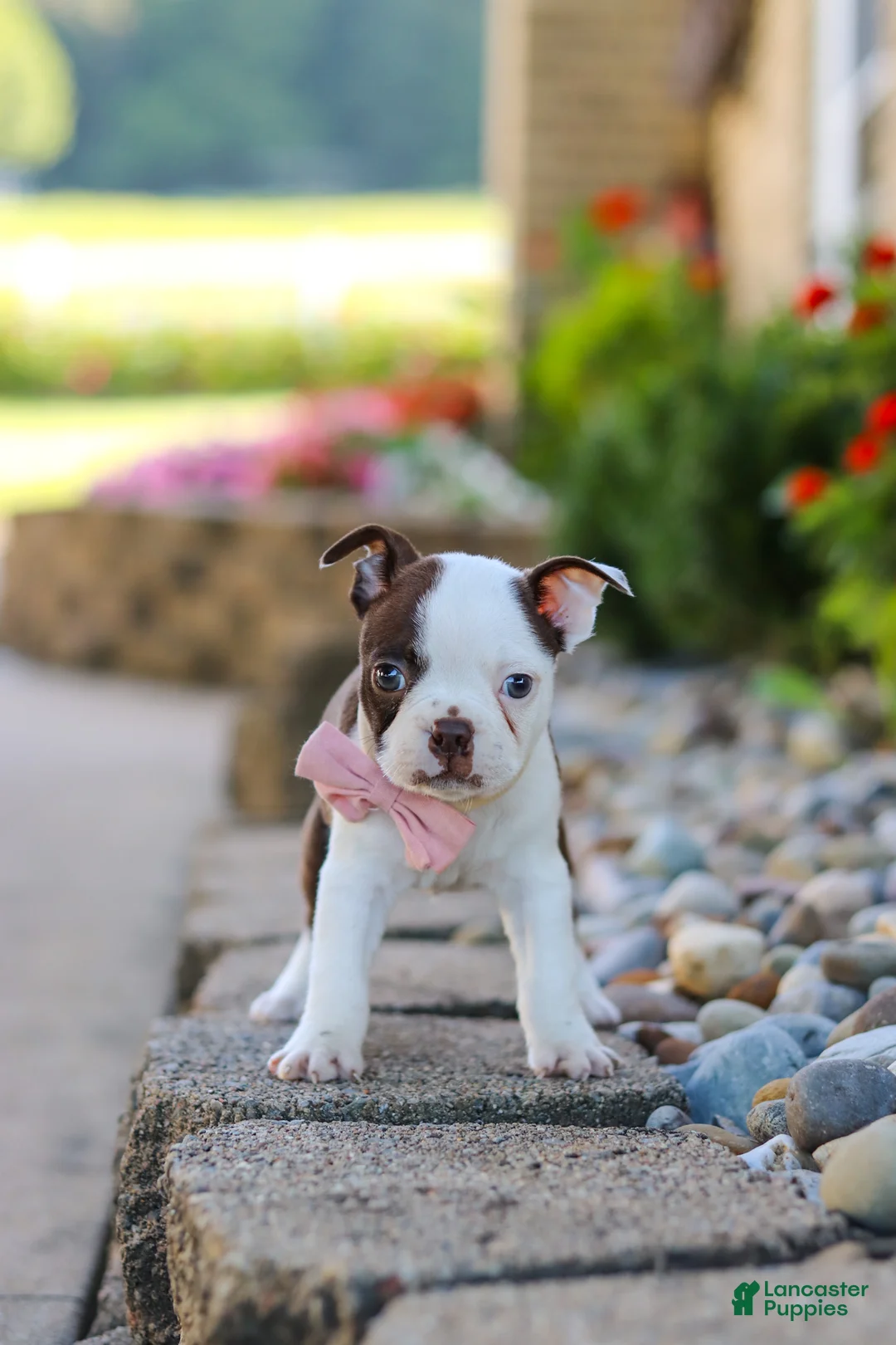 Boston Terrier dogs for sale: Sammy - Ad 10