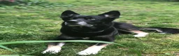 Siberian Husky dogs for sale: Bandit - Ad 14