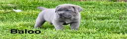 Cane Corso dogs for sale: Cane Corso baloo - Ad 1