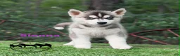 Siberian Husky dogs for sale: Sienna - Ad 3