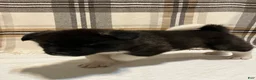 Akita dogs for sale: Akita  - Ad 9