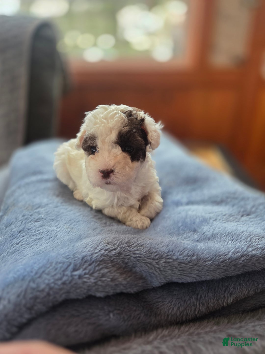 Toy Poodle dogs for sale: Toy Poodle Puppy 2 - Ad 1