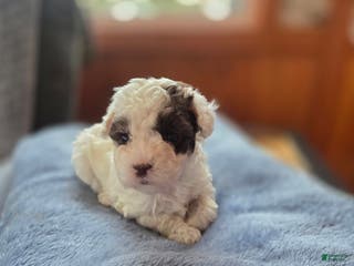 Toy Poodle dogs Toy Poodle Puppy 2 - Ad 42