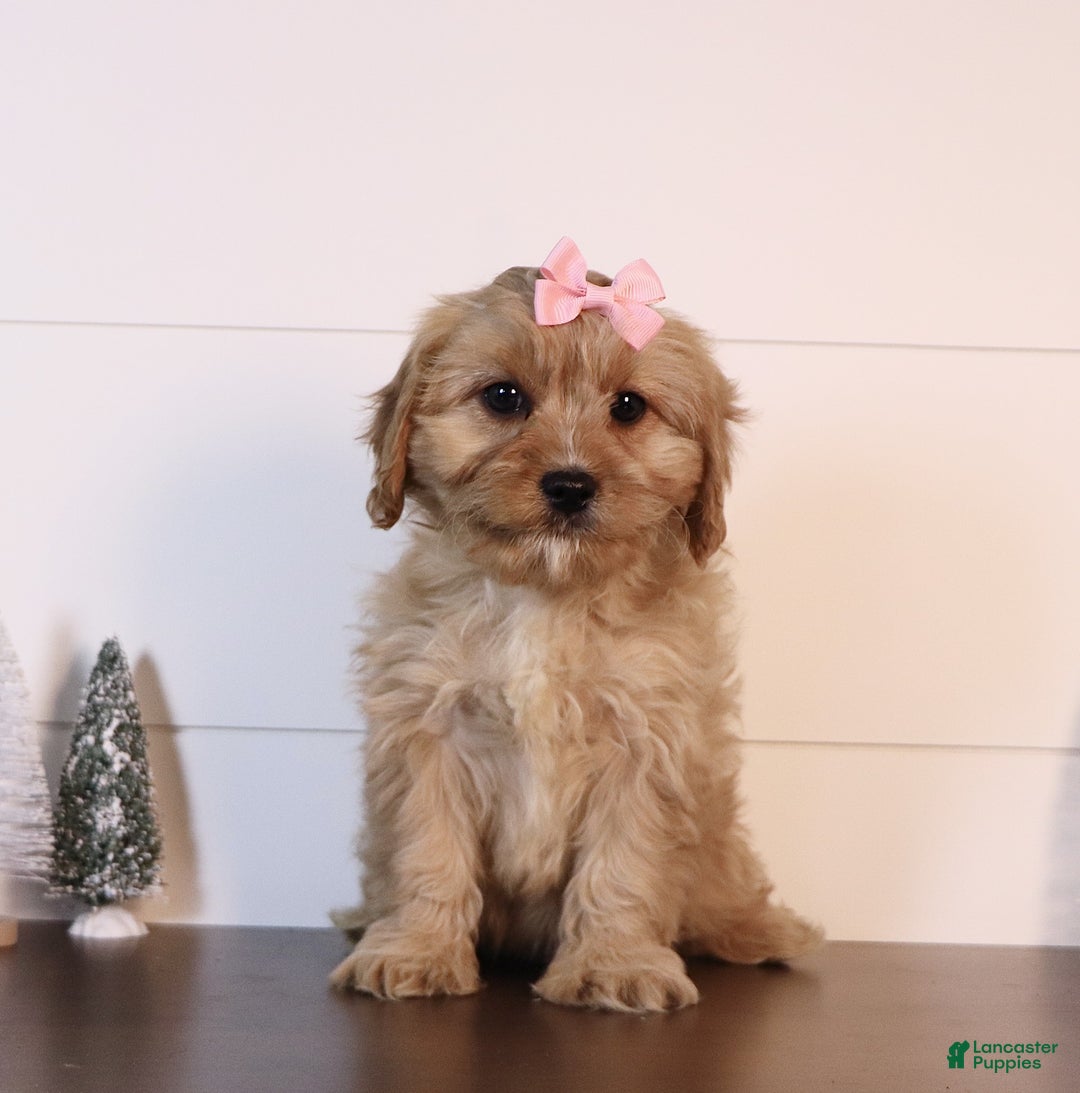 Cavapoo dogs for sale: Marla - Ad 3