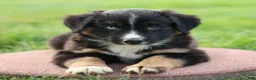 Miniature Australian Shepherd dogs for sale: Jimmy - Ad 4