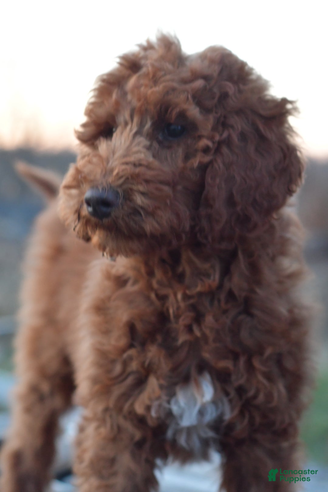 Standard Poodle dogs for sale: Clifford  - Ad 24