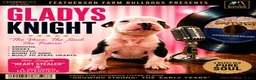 American Bulldog dogs for sale: Gladys Knight-female - Ad 1