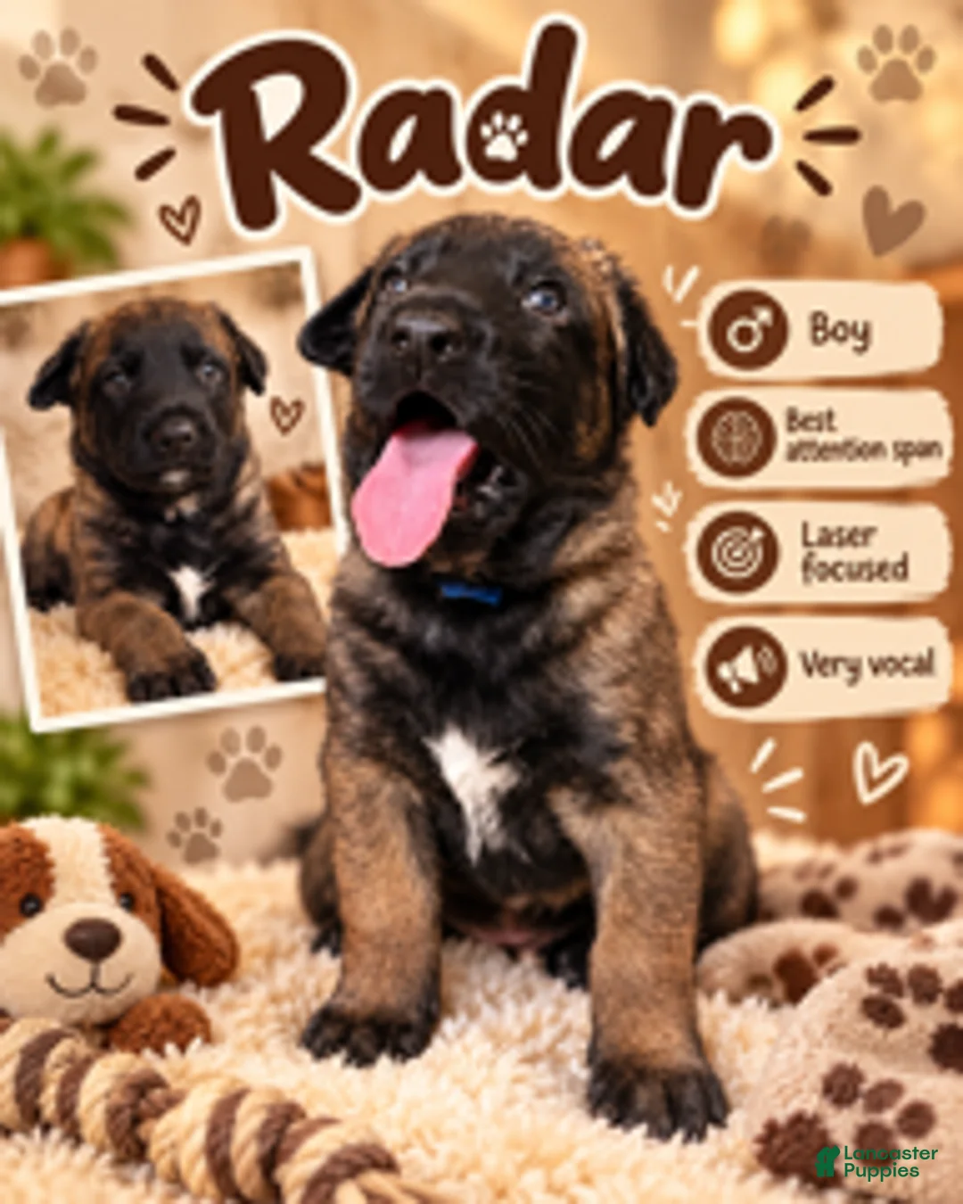 Belgian Malinois dogs for sale: Radar - Ad 1