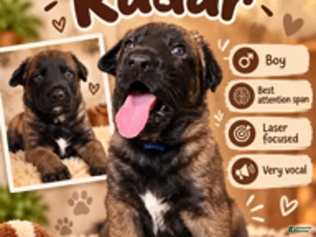 Belgian Malinois dogs for sale: Radar - Ad 19