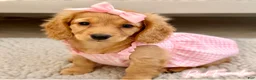 Miniature Dachshund dogs for sale: Miniature Dachshund 3 - Ad 1
