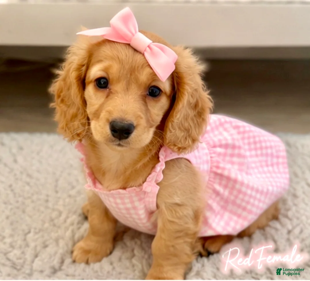 Miniature Dachshund dogs for sale: Miniature Dachshund 3 - Ad 1
