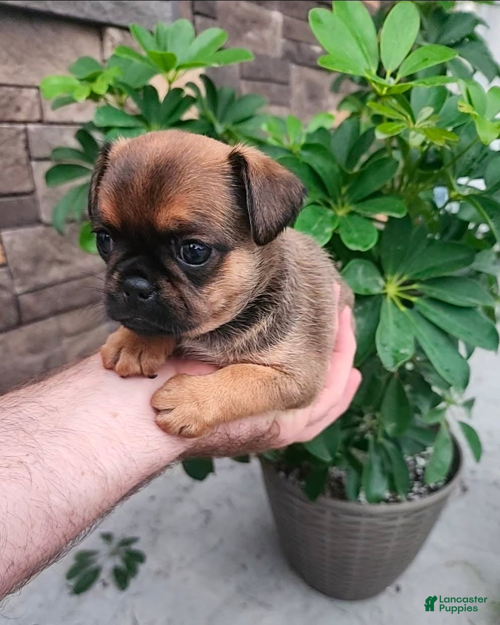 Mixed Breed dogs Boy  - Ad 2