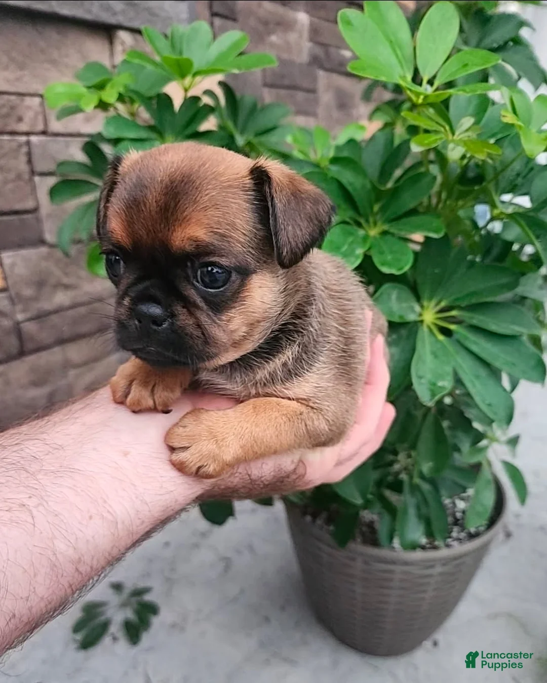 Mixed Breed dogs for sale: Boy  - Ad 2