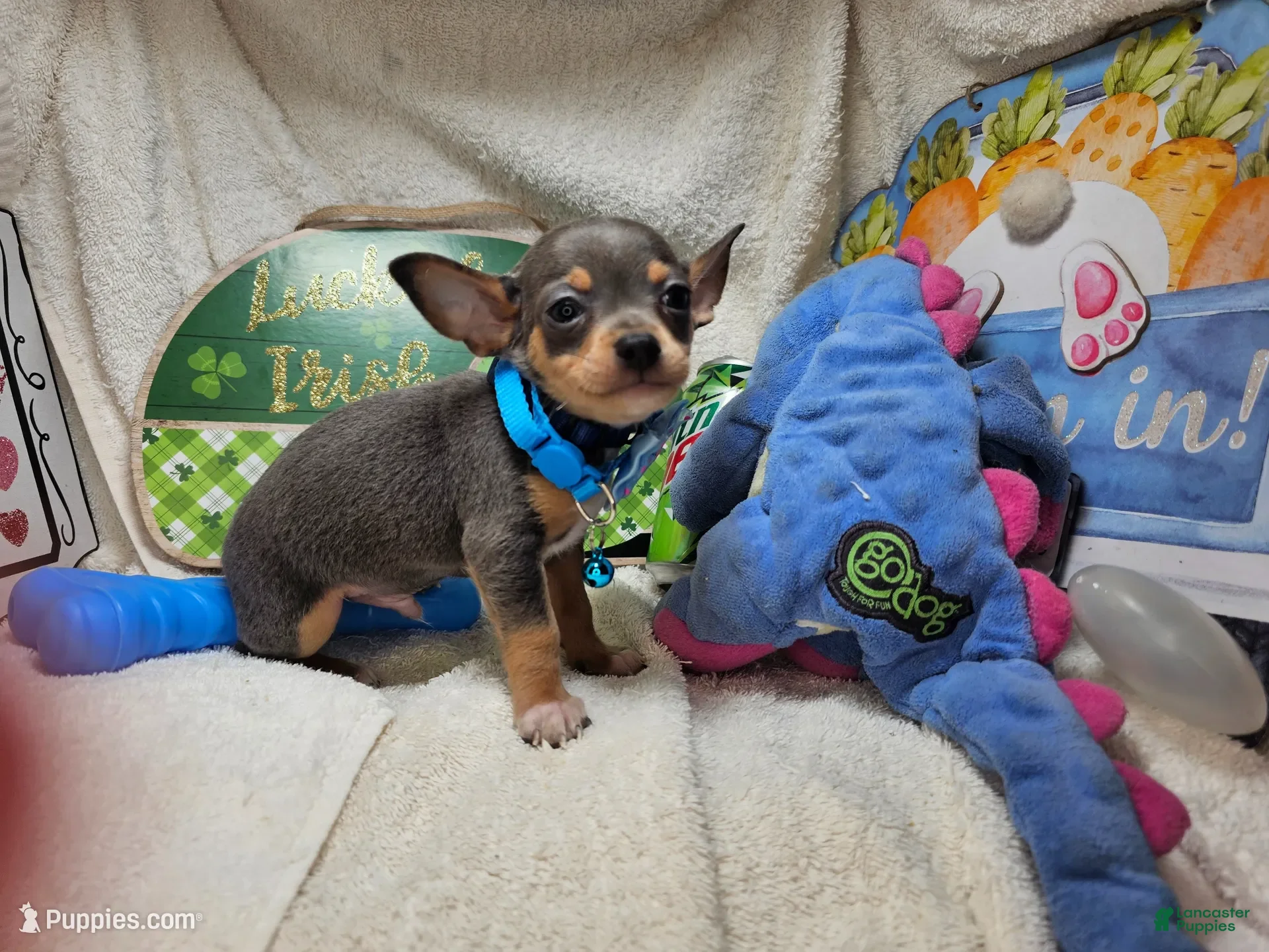 Chihuahua dogs Astro-nut  - Ad 12