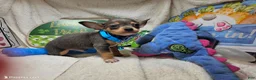 Chihuahua dogs for sale: Astro-nut  - Ad 1
