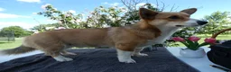 Welsh Corgi Pembroke dogs for sale: Welsh Corgi Pembroke 1 Sampson - Ad 3