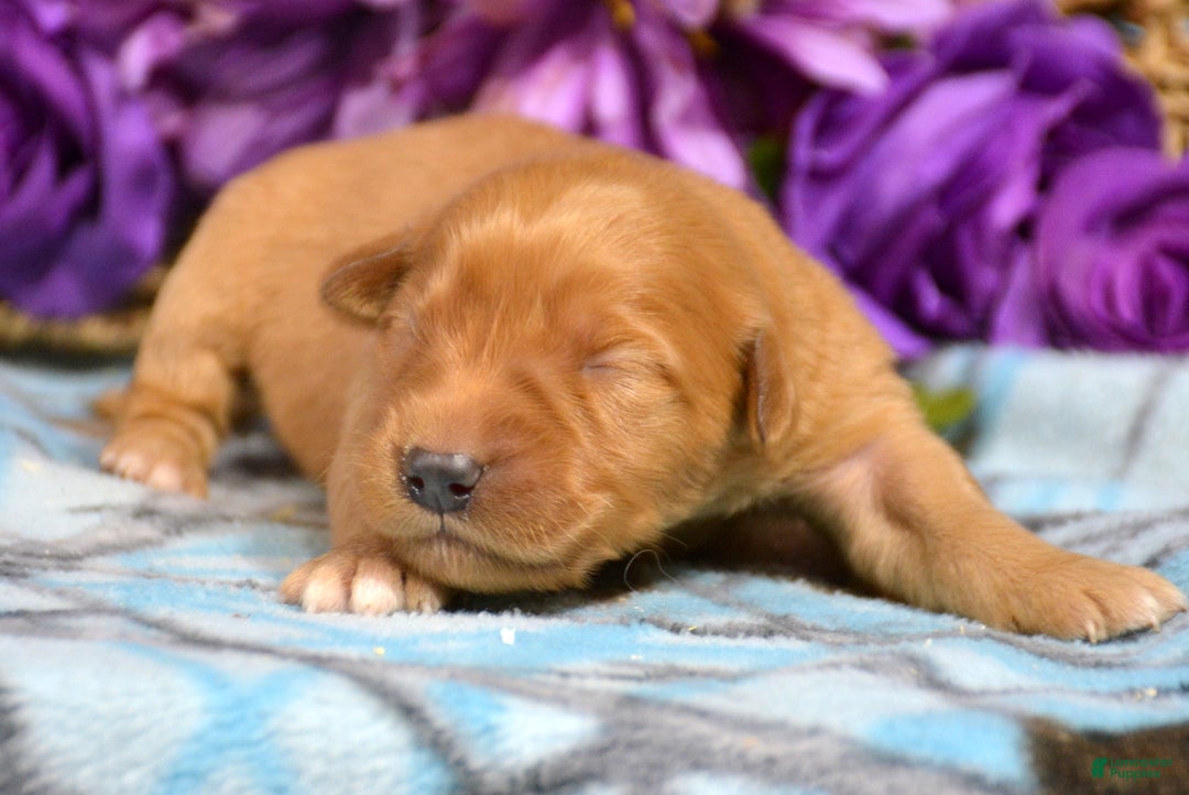 Golden Retriever dogs for sale: Golden Retriever Puppy 7 Gracie - Ad 2