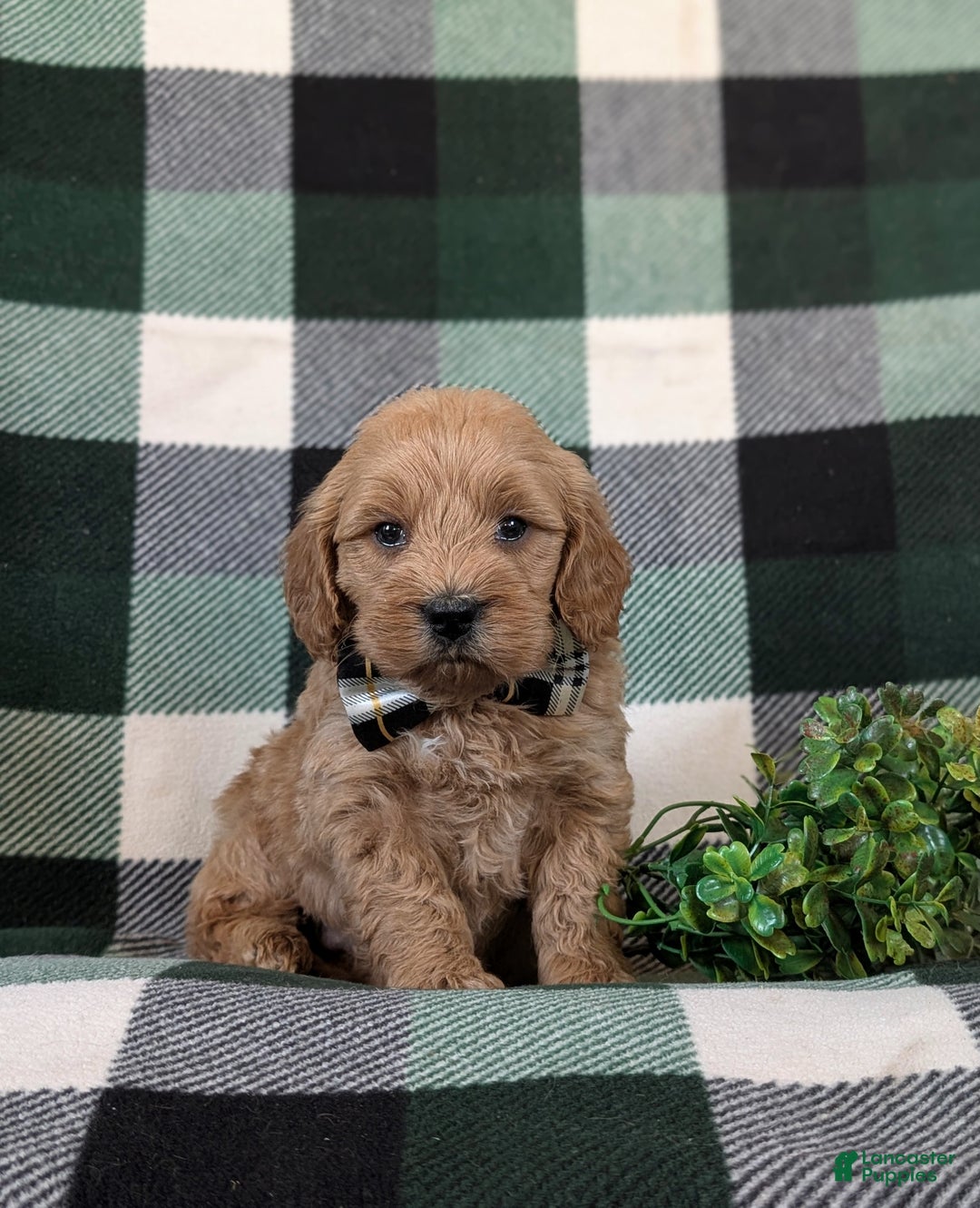 Cockapoo dogs for sale: Alonzo Hypoallergenic - Ad 3