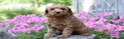 Cockapoo dogs for sale: Rosie - Ad 1