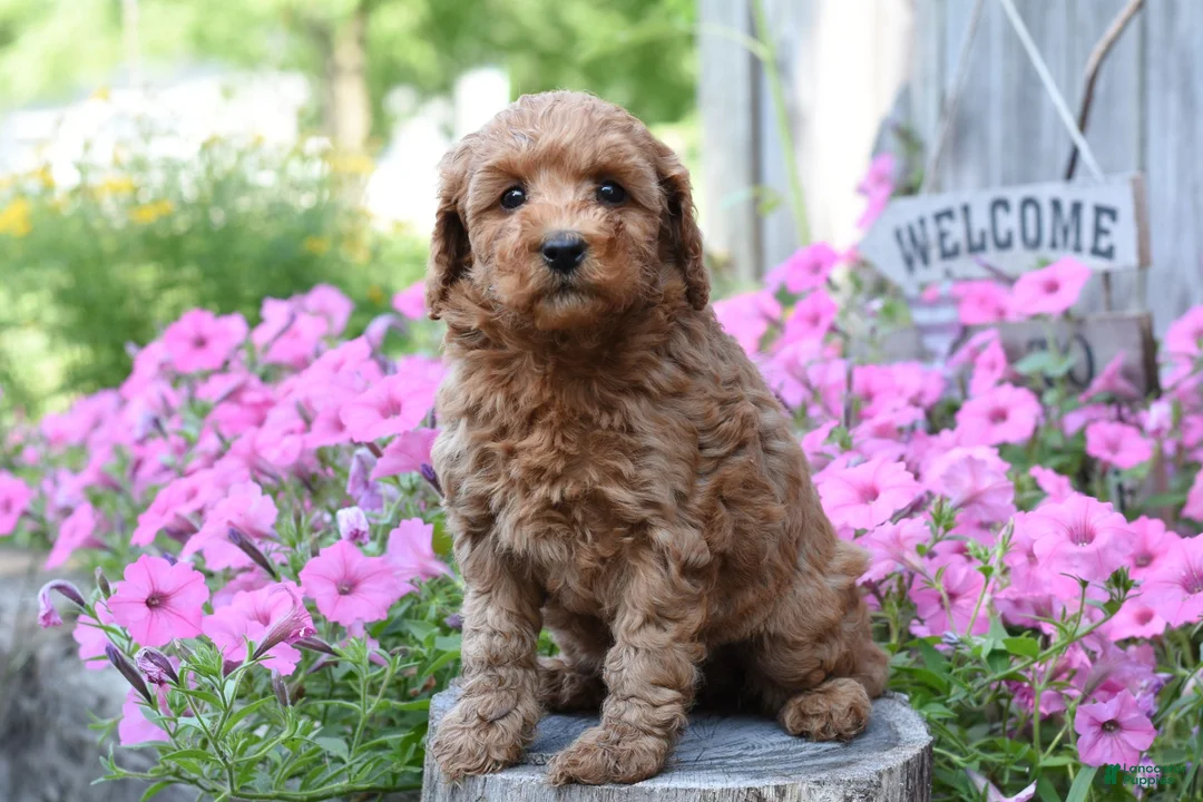 Cockapoo dogs for sale: Rosie - Ad 1