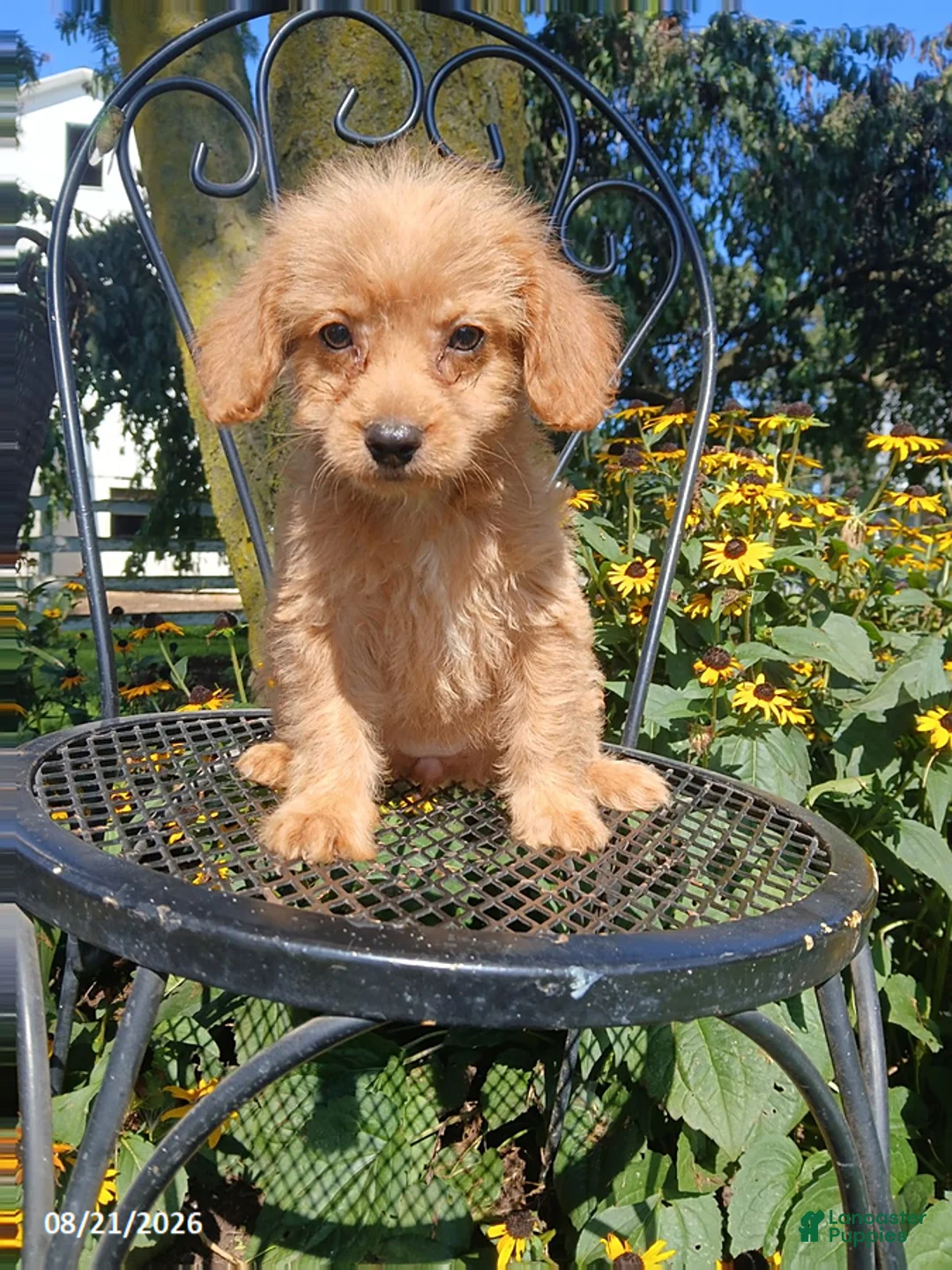 Mixed Breed dogs for sale: Rita - Ad 1