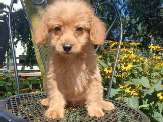 Mixed Breed dogs Rita - Ad 23