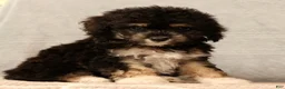 Mini Aussiedoodle dogs for sale: Chocolate - Ad 6