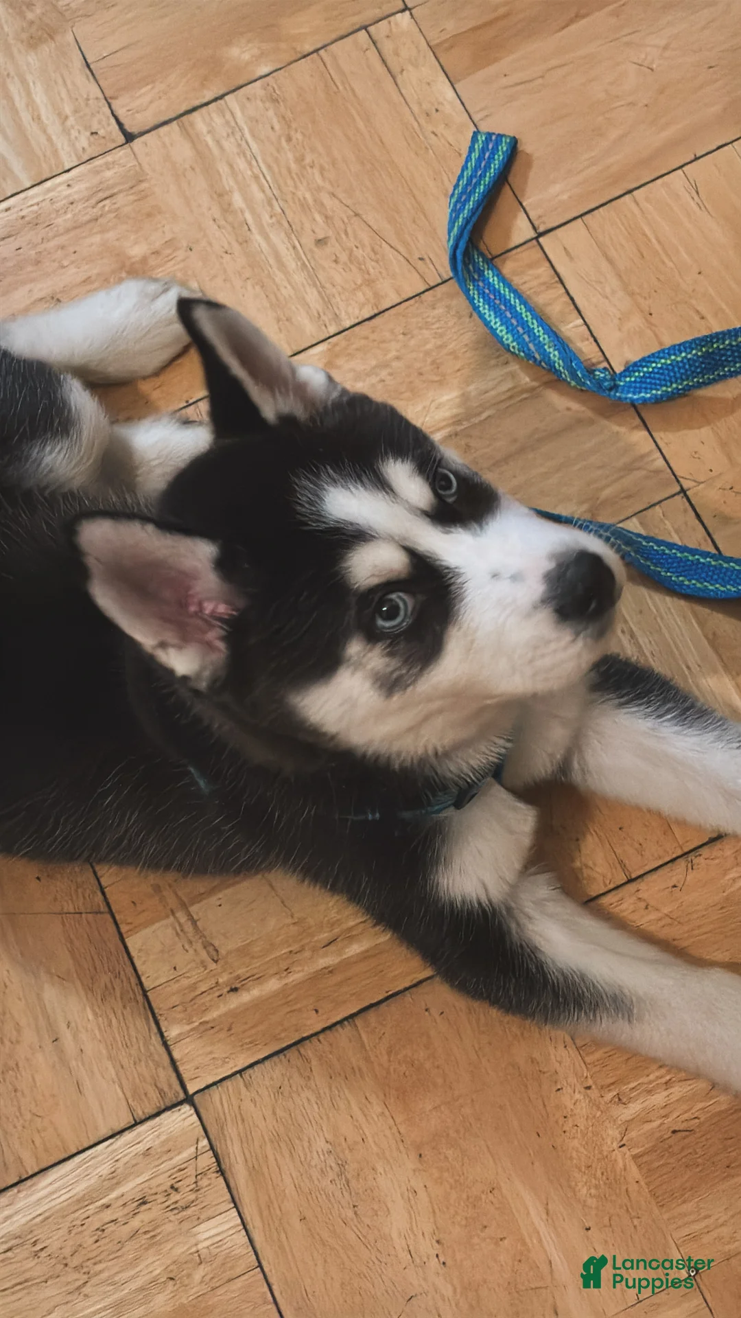 Siberian Husky dogs for sale: Siberian Husky Puppy 1 - Ad 2