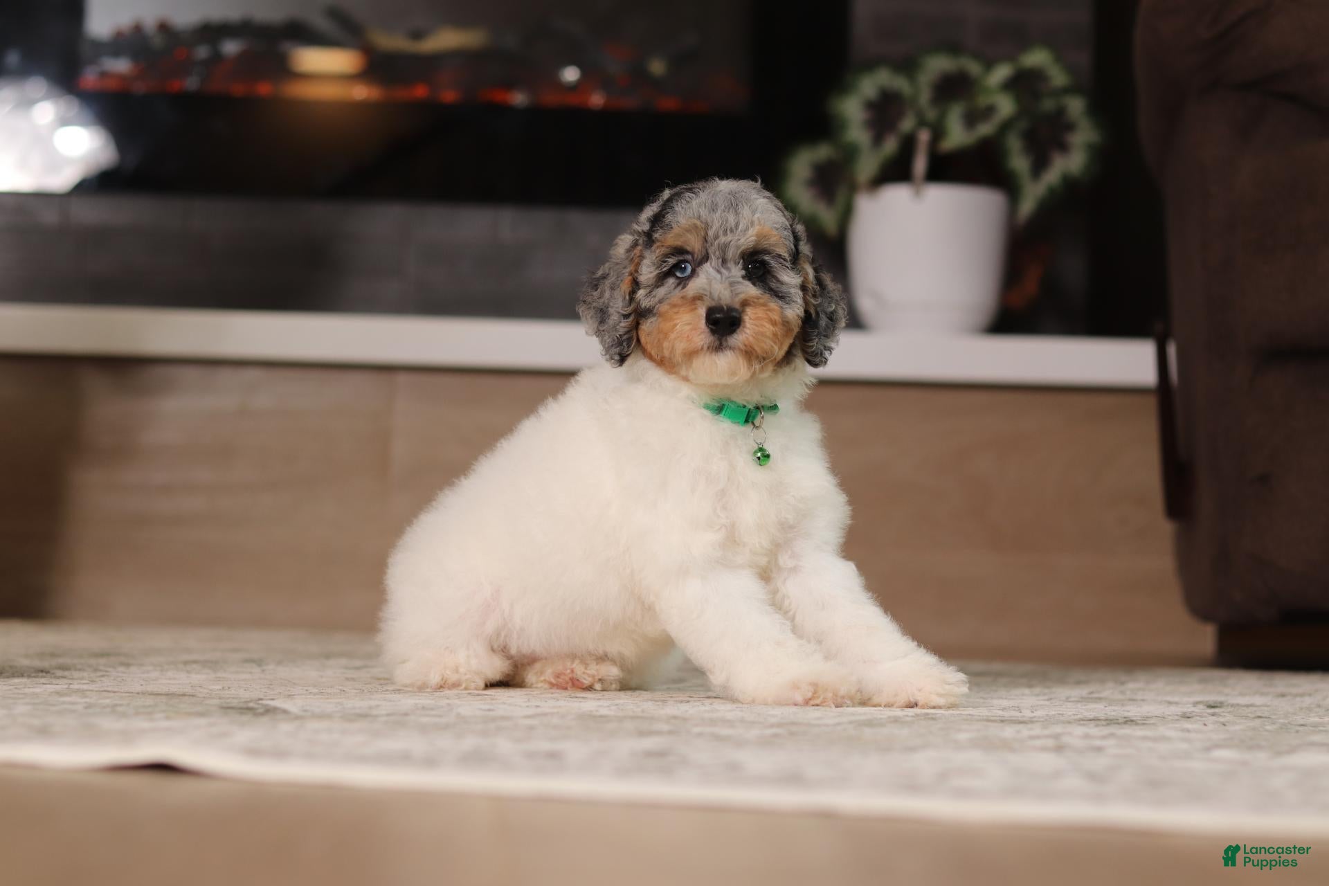Miniature Poodle dogs Mabel (AKC) - Ad 1