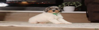 Mabel (AKC)