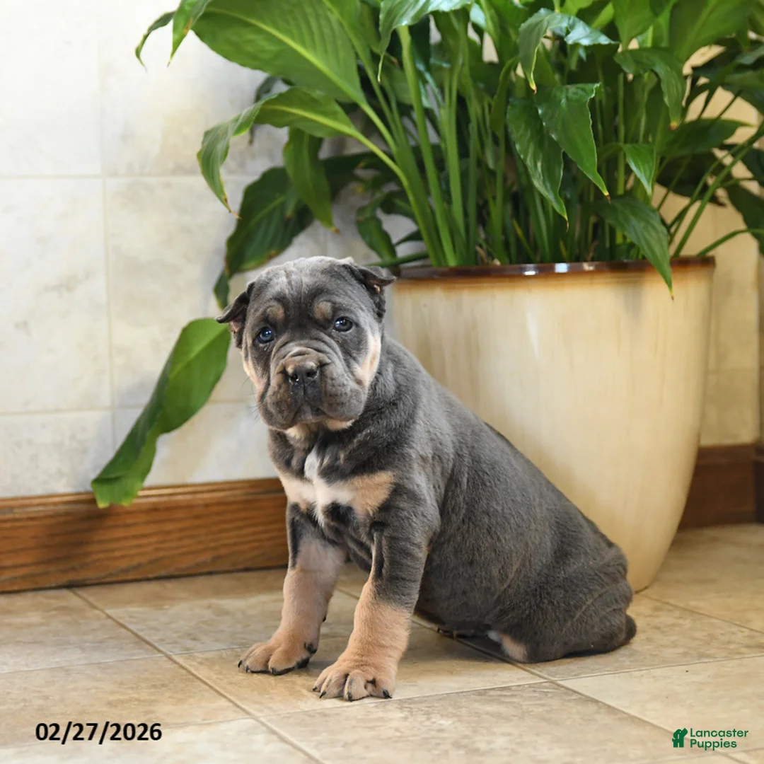 Cane Corso dogs for sale: Wendy - Ad 1