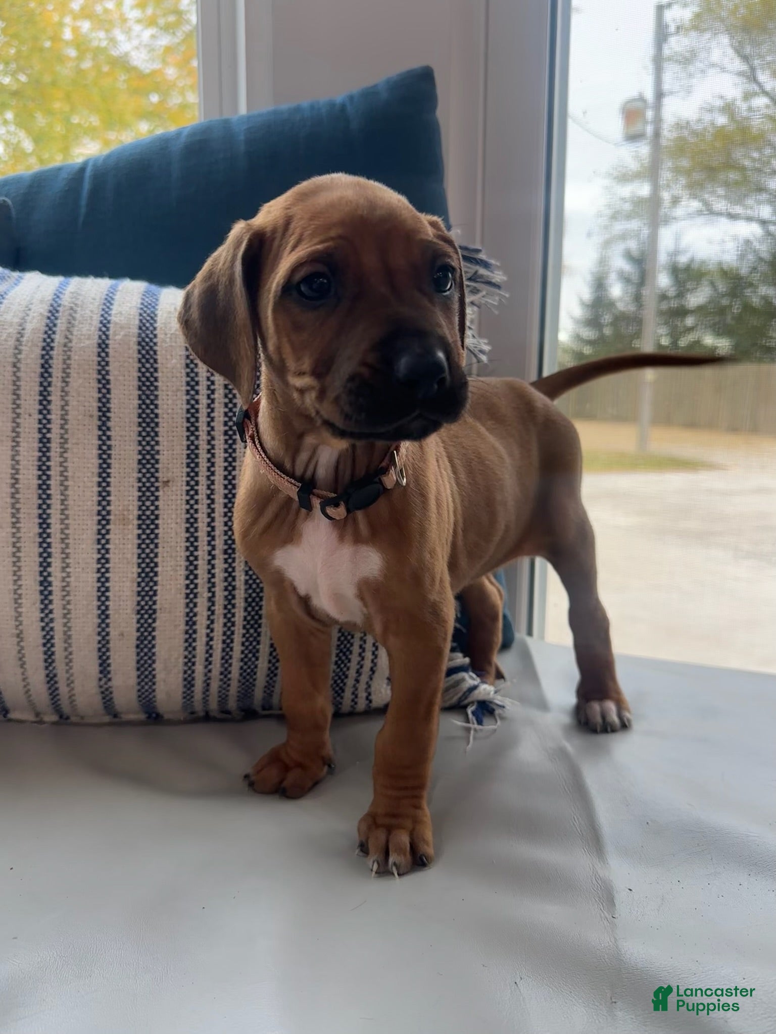 Rhodesian Ridgeback dogs "JELLYBEAN" AKC RHODESIAN RIDGEBACK - Ad 15