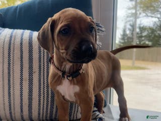 Rhodesian Ridgeback dogs Millie AKC RHODESIAN RIDGEBACK - Ad 30