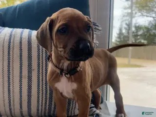 Rhodesian Ridgeback dogs SOLD Millie AKC RHODESIAN RIDGEBACK - Ad 7