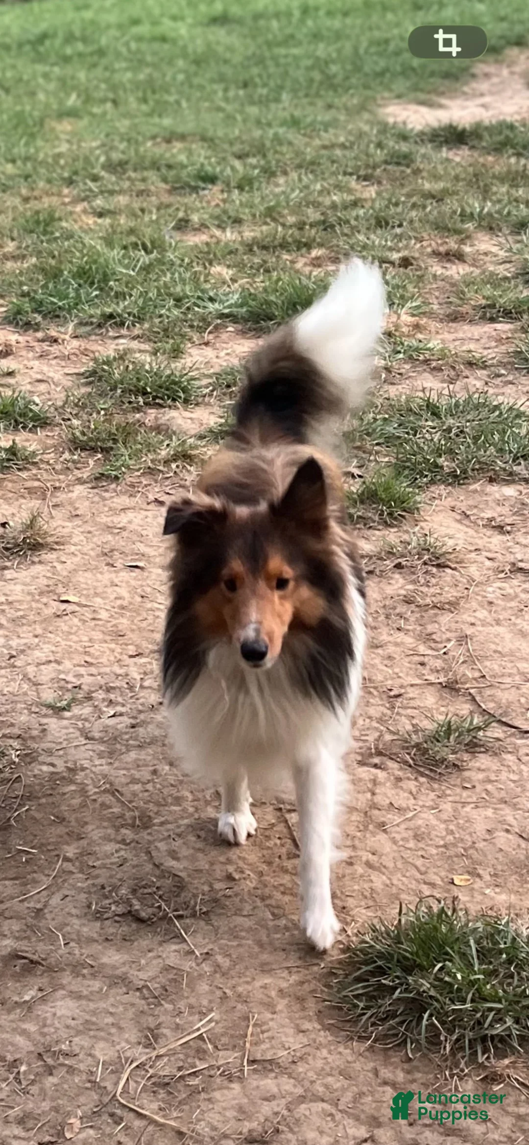 Shetland Sheepdog dogs for sale: Shetland Sheepdog 6 - Ad 4