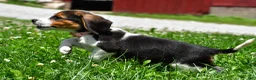 Beagle dogs for sale: Viola - Ad 8