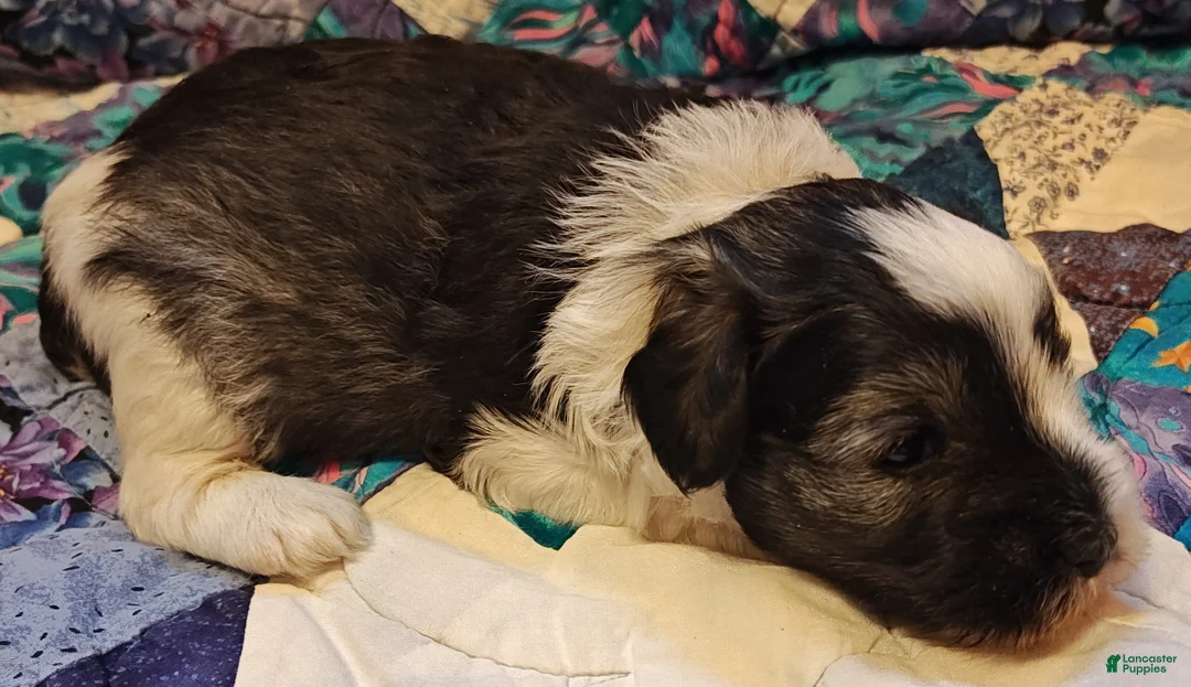 Miniature Schnauzer dogs for sale: Miniature Schnauzer Boy 3 - Ad 6