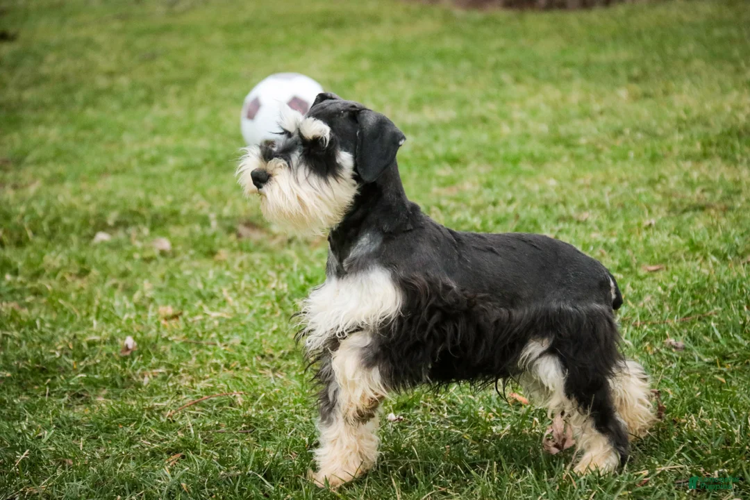 Miniature Schnauzer dogs for sale: Felix - Ad 2